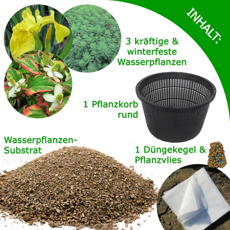 Mini-Teichpflanzen Komplett-Set in einer Größenskala